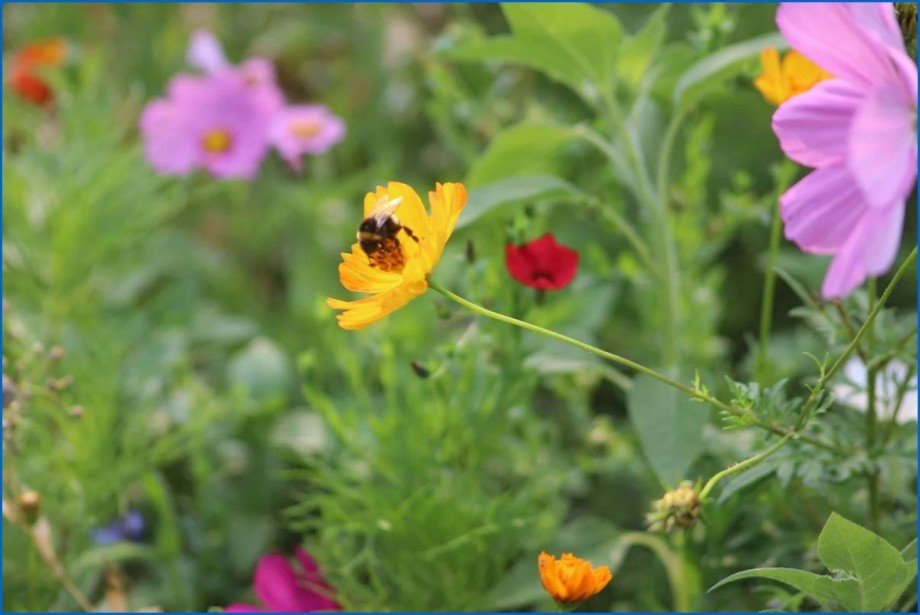 Garten Dachgeschosswohnung Radolfzell am Bodensee